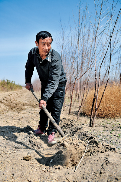在林地里干农活儿