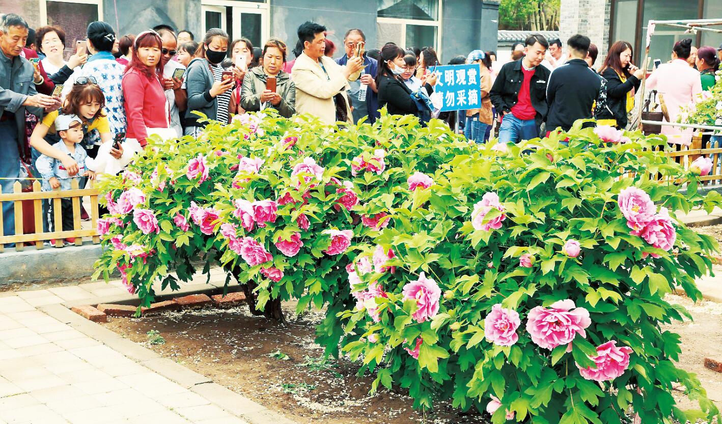 皇家陪嫁牡丹 今又绽放