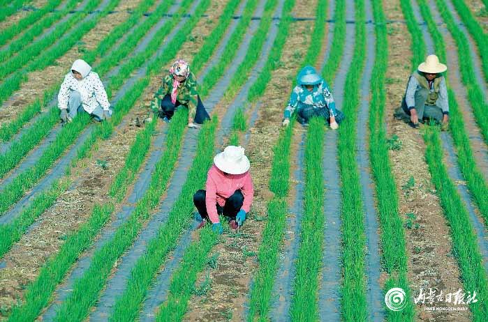 土左旗种植优质旱作水稻获得成功-新闻中心-内蒙古新闻网