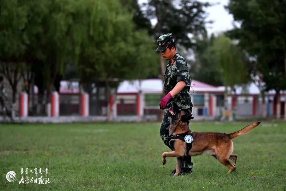 八一建軍節前記者走進了武警呼和浩特警犬基地記錄他們和它們的軍旅