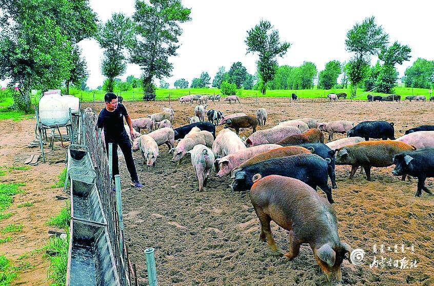 在开鲁县东来镇东来村西南方向5公里外,有2个林间沙地养猪场,养猪场