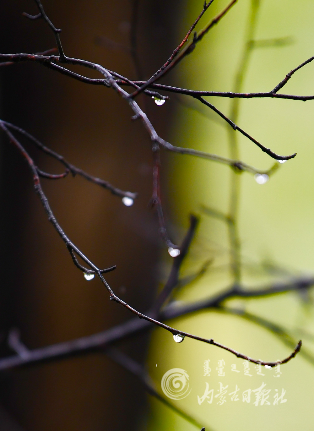 枝头雨滴.