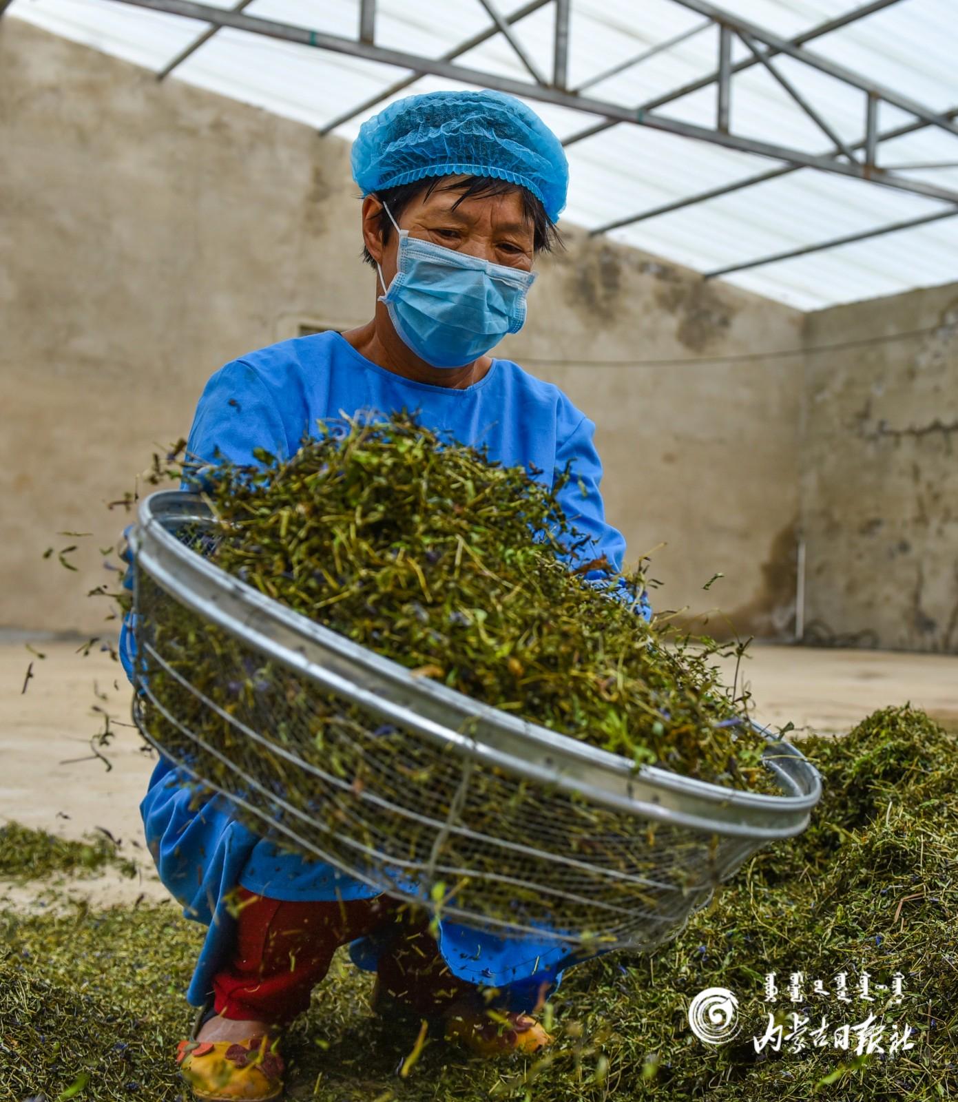 塞外山上唱起"采茶歌"-新闻中心-内蒙古新闻网