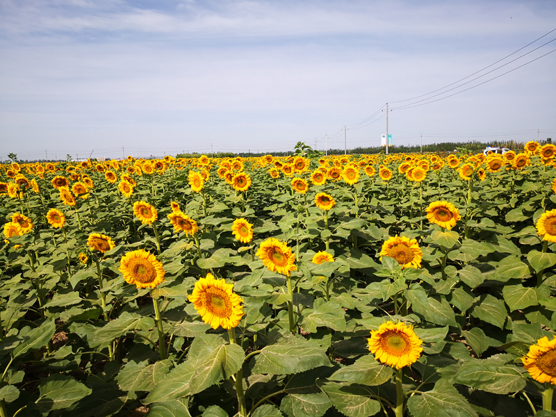 五原县:勇当新时代绿色高质量发展"排头兵"