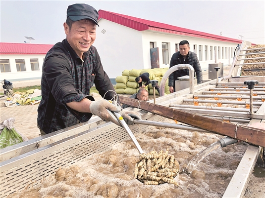 土右旗西老藏营村小小宝塔菜种出大文章