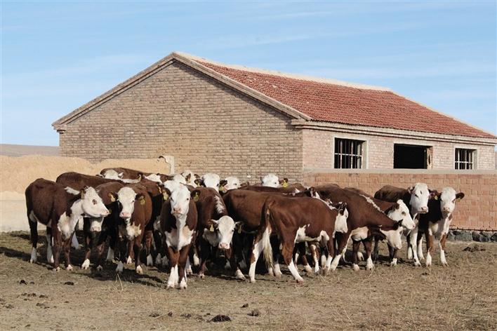 海福特牛养殖图片
