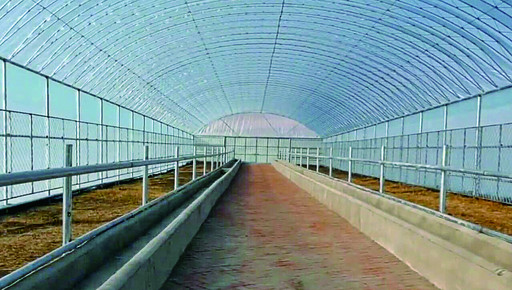 钢架结构的新棚圈种植收获的牧草膘肥体壮的牛群合作社成员查看新牛棚