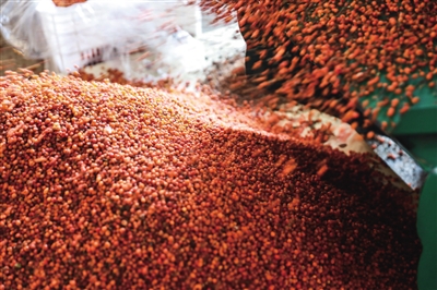 小小沙棘果 铺平致富路