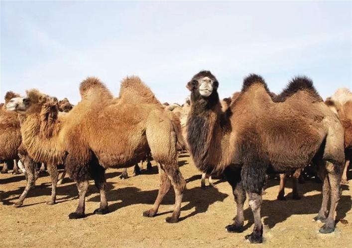 苏尼特右旗:"金骆驼"驮起致富梦