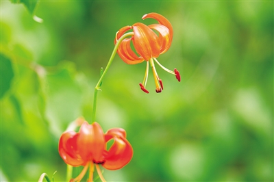 火红的萨日朗花.