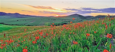 山丹丹花开红艳艳