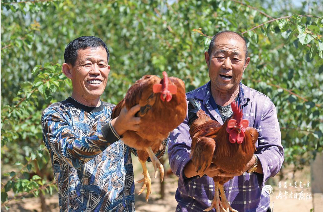 果树下养殖致富