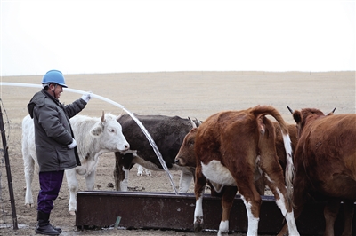 国网陈巴尔虎旗供电公司帮助牧民喂牛饮水韩冰摄
