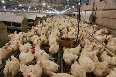 现代化肉鸡产业起步