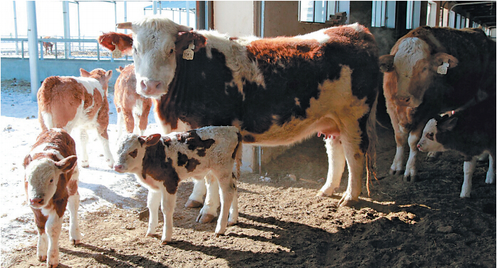 "牛年,繁育中心牛起来了"-经济-内蒙古新闻网