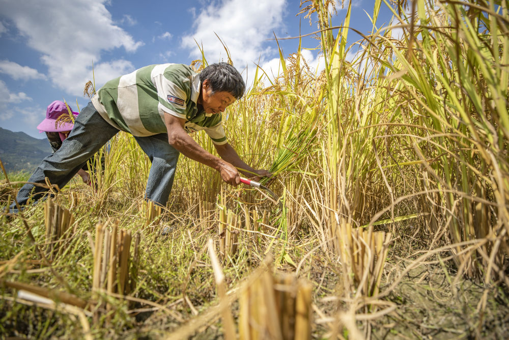 透视乡村振兴新图景