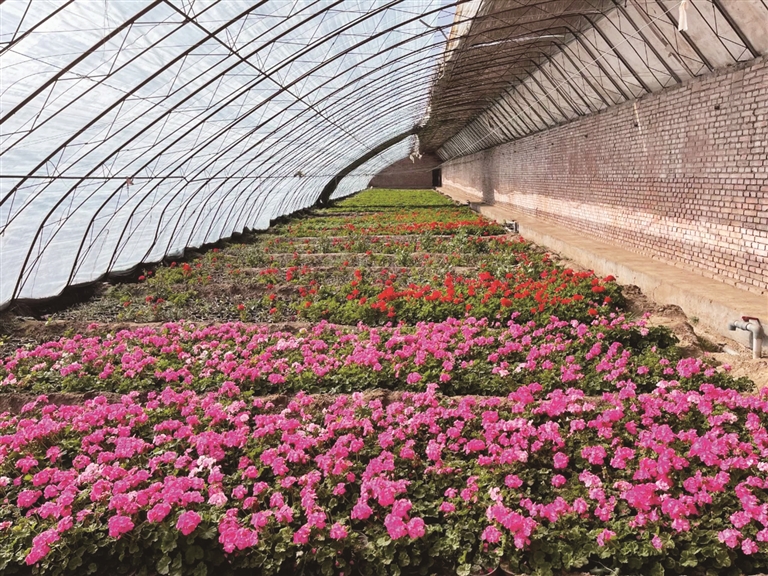 伊金霍洛旗园林局的花卉基地温室大棚内一派春意盎然,一盆盆天竺葵