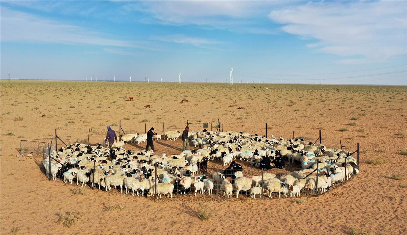 让羊儿们清爽过夏草原迎来剪羊毛季