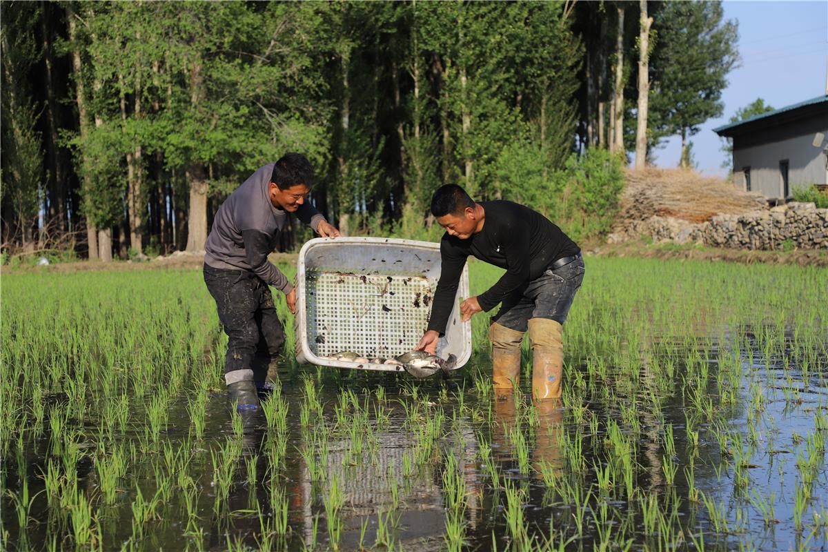"每年我都会在稻田内放些鱼苗,采用这种稻鱼综合种养模式后,水稻和鱼