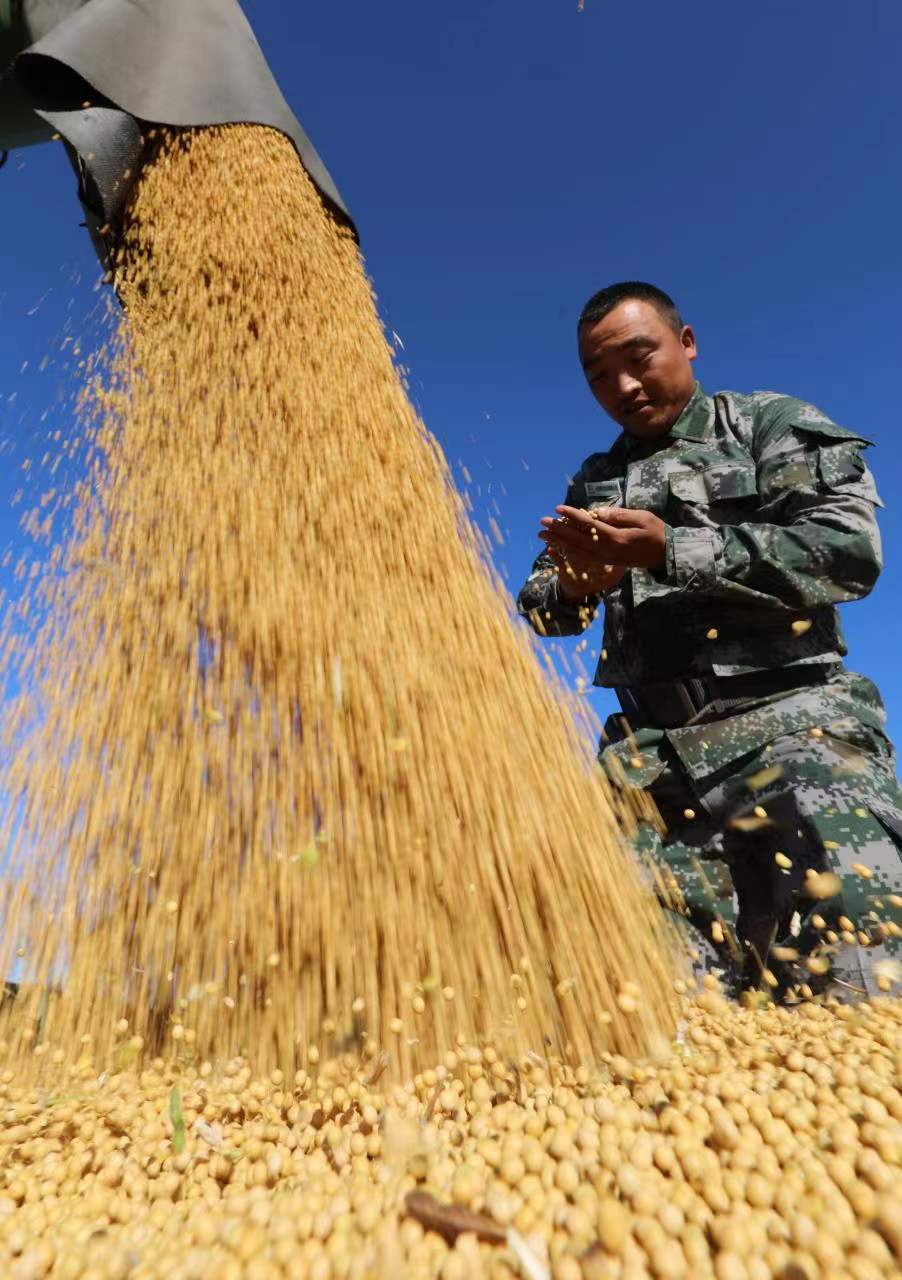 呼伦贝尔大豆收割忙