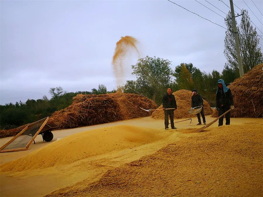 一粒米的8000年传奇