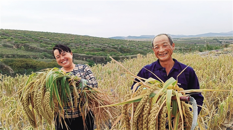 8日,在赤峰市红山区文钟镇增嘉园有机基地,农民张冬华夫妇看着金灿灿