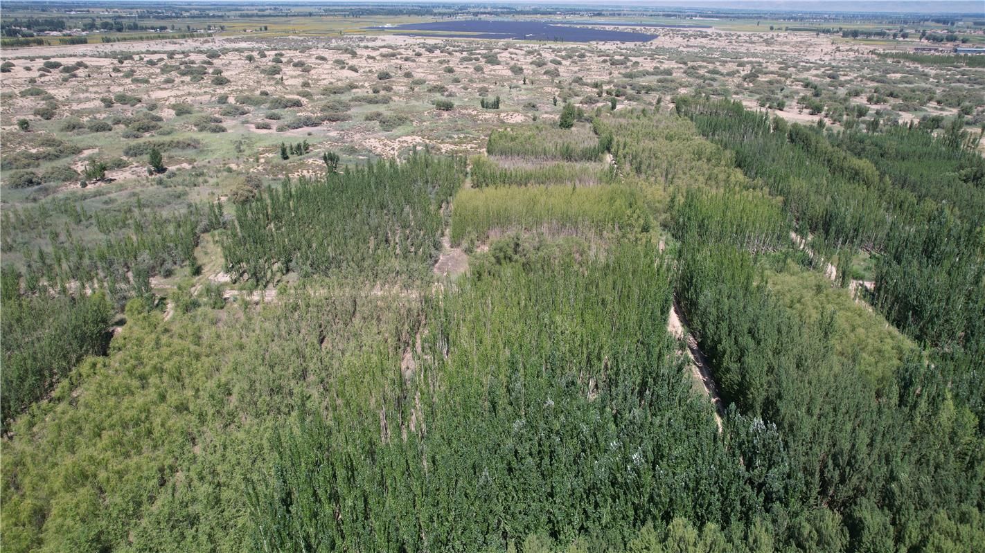 河套的大漠丹青