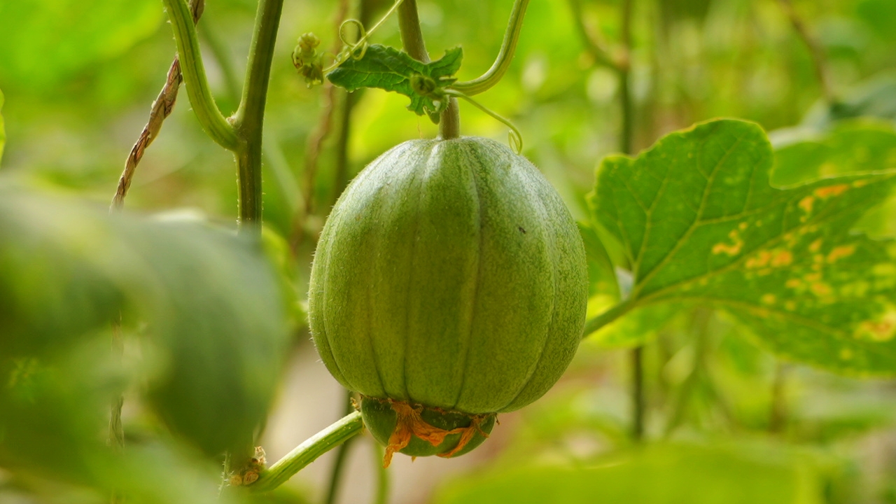 五原县灯笼红香瓜甜蜜上市