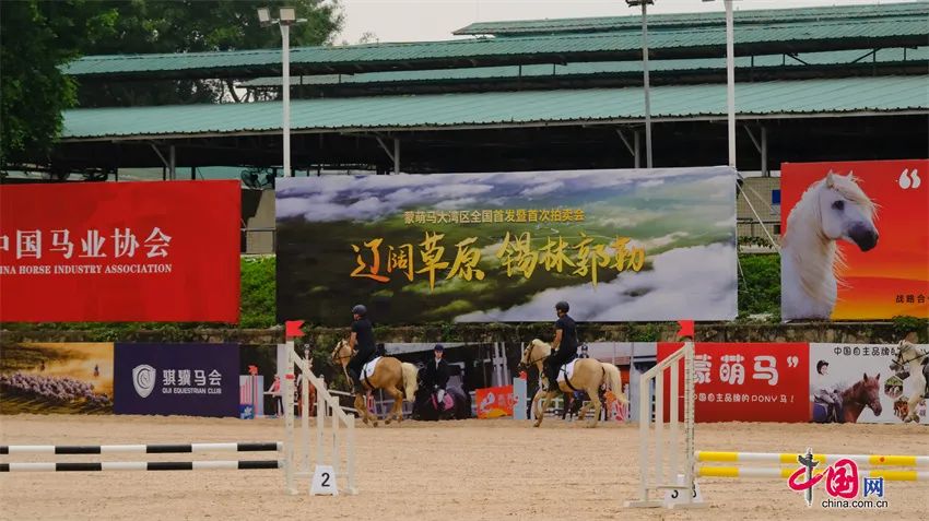 从草原到大海这匹马萌又帅