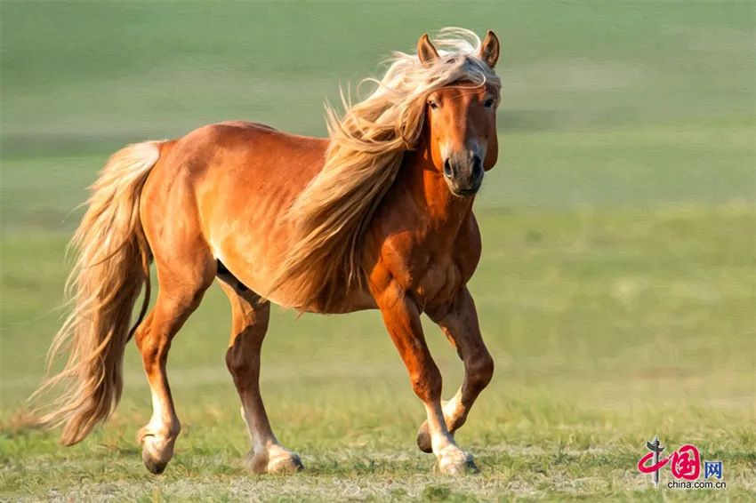 从草原到大海这匹马萌又帅