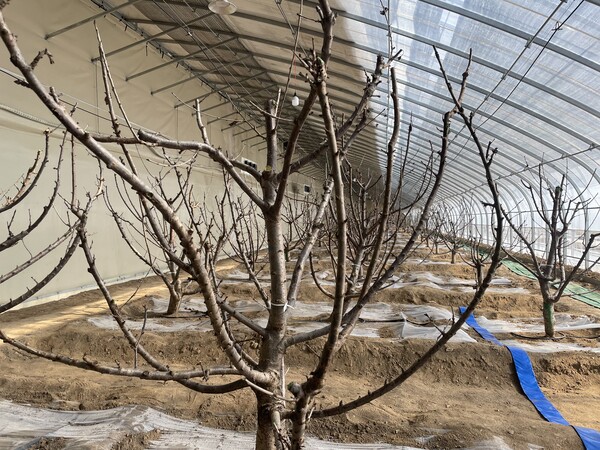 3800余株樱桃树落户扎赉特旗音德尔镇