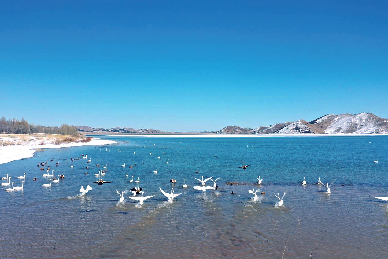 敖汉旗山湾子水库小微湿地被北归的白天鹅,大雁,赤麻鸭等挤得满满当当