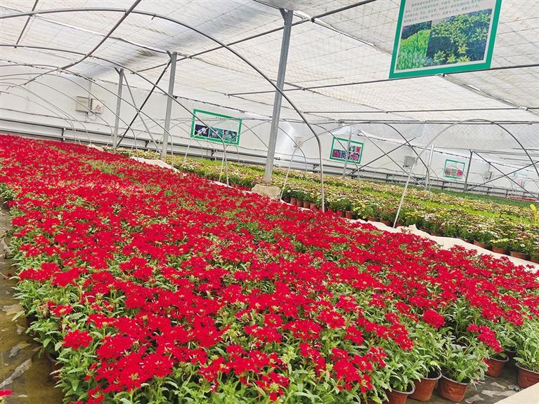 五一假期12个品种26万余株花卉将亮相街头