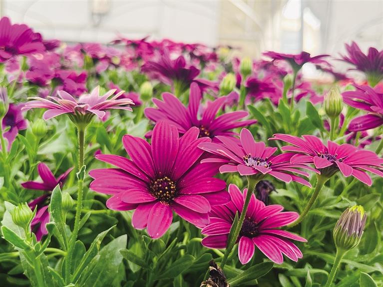 五一假期12个品种26万余株花卉将亮相街头