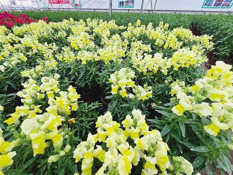 五一假期12个品种26万余株花卉将亮相街头