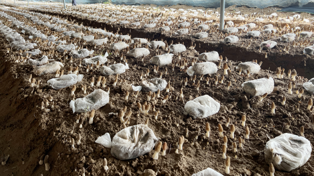 小小羊肚菌致富金伞伞