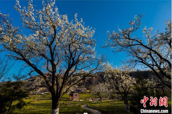 中国梨都山西隰县万亩梨花怒放如玉似雪