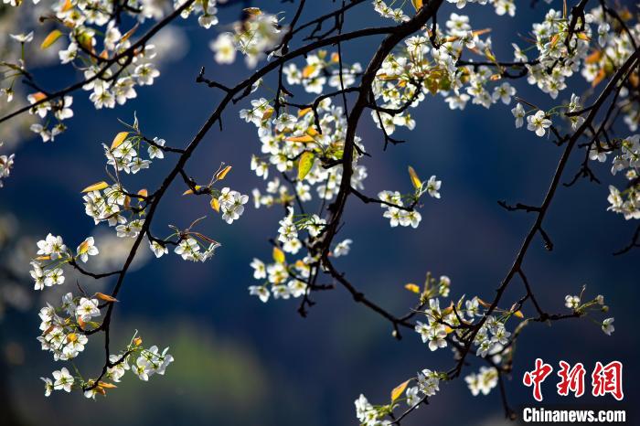 中国梨都山西隰县万亩梨花怒放如玉似雪