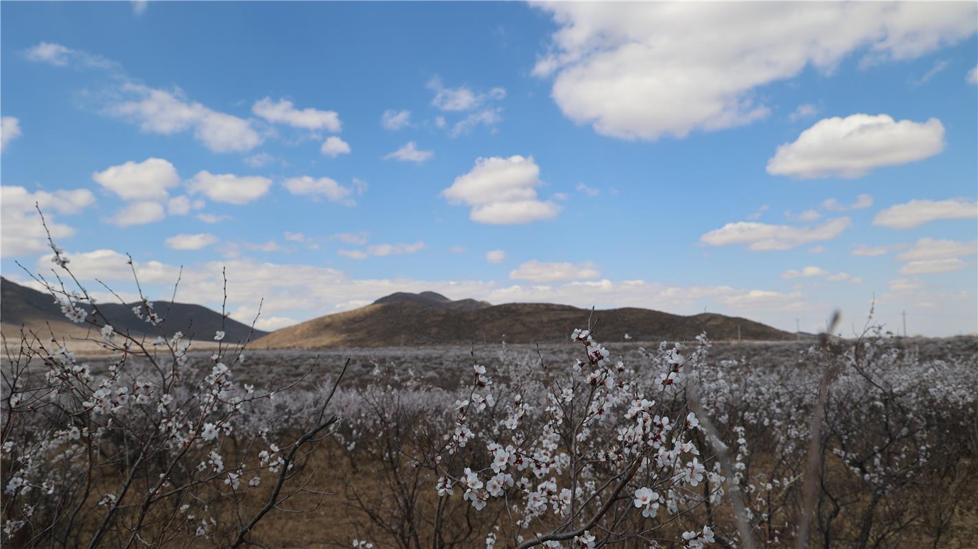 赏花正当时!扎鲁特旗第四届山杏花·杜鹃花节开幕