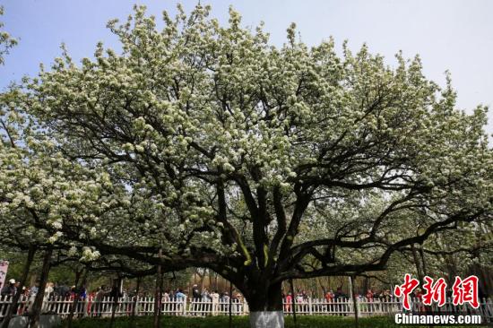 黑龙江哈尔滨:古梨树花开如雪醉游人-国内频道-内蒙古新闻网