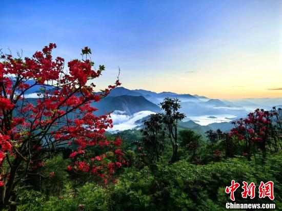 四川汶川:高山杜鹃花盛放点缀山野