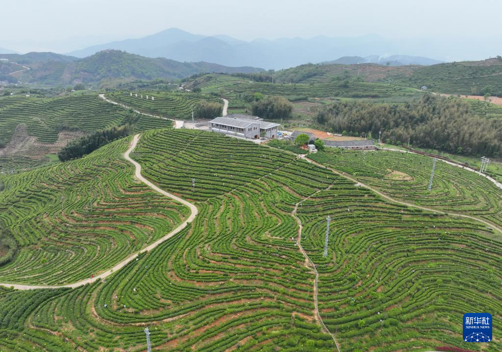 山间片片叶 万里茶飘香