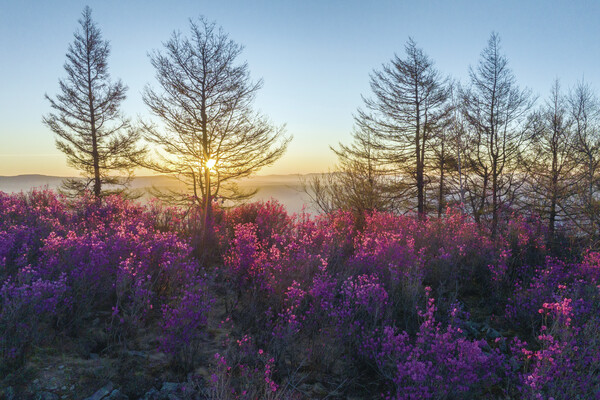 阿尔山:一树一丛正含芳 山川尽染映山红
