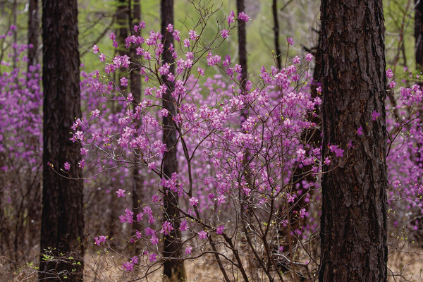 阿尔山:一树一丛正含芳 山川尽染映山红