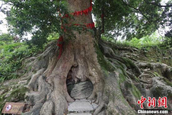 探访“中国千年金丝楠第一村” 8棵金丝楠木树龄超千年-国内频道-内蒙古新闻网