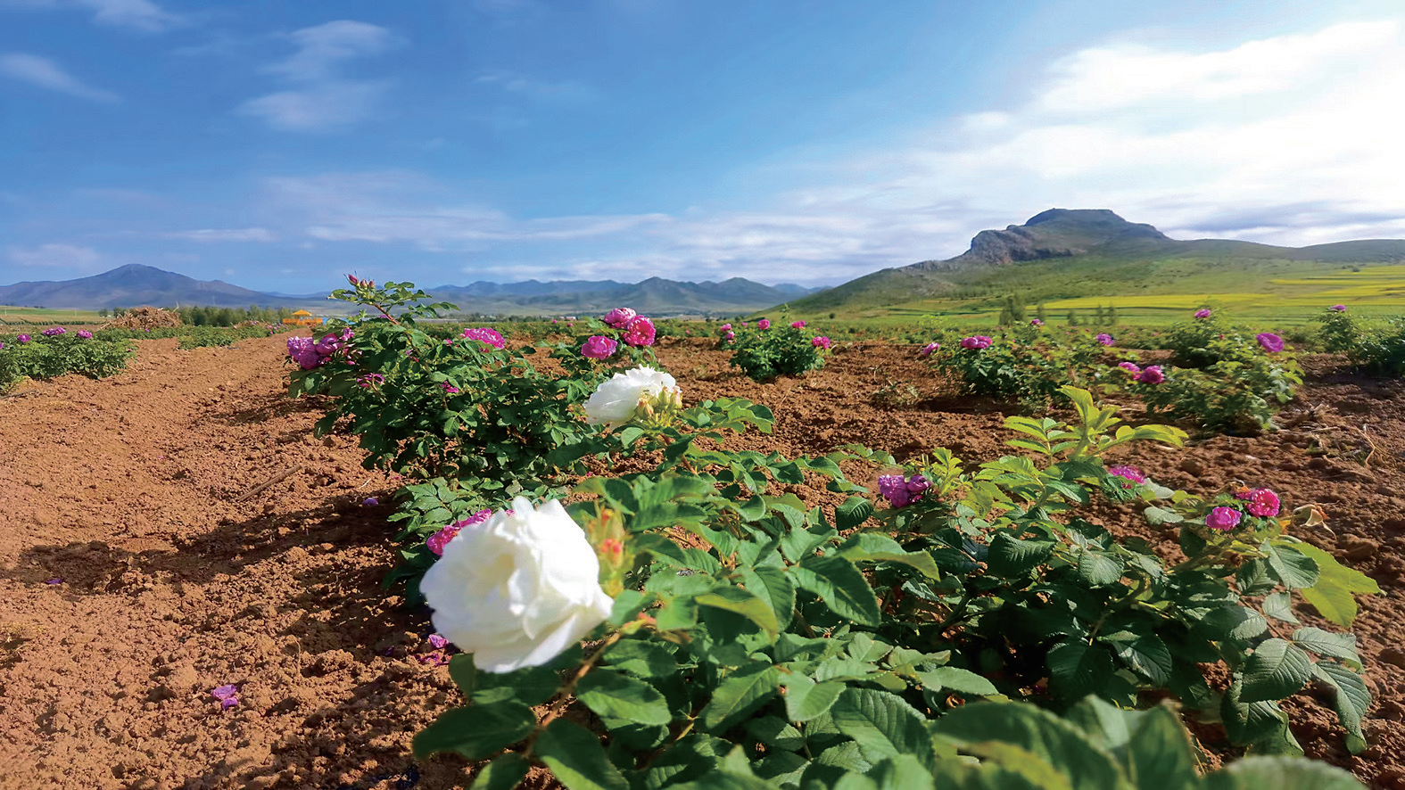 林西县:"农文旅融合 "赋能乡村振兴高质量发展-新闻中心-内蒙古新闻网