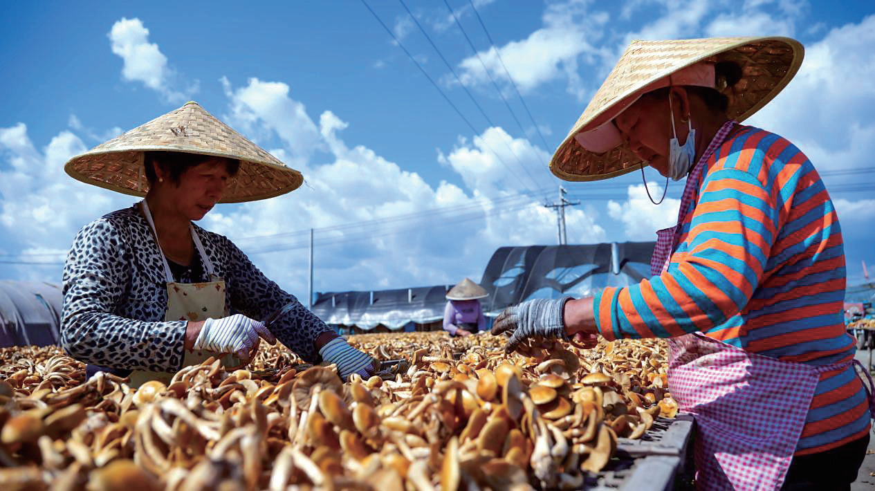 近年来,宁城县右北平镇高位谋划,盯紧食用菌这一优势产业,在"特""链""