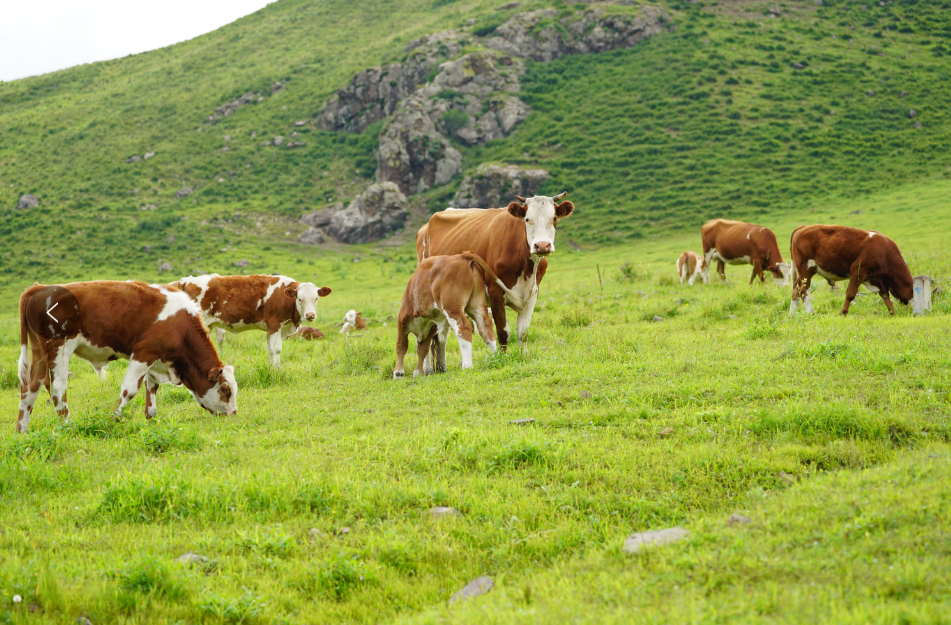 此时,乌兰毛都草原上的牛羊成群,它们悠闲地在草地上漫步,构成了一幅