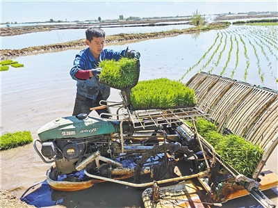 扎赉特旗好力保镇水田村水稻种植户吴宏雨正在进行水稻插秧作业.
