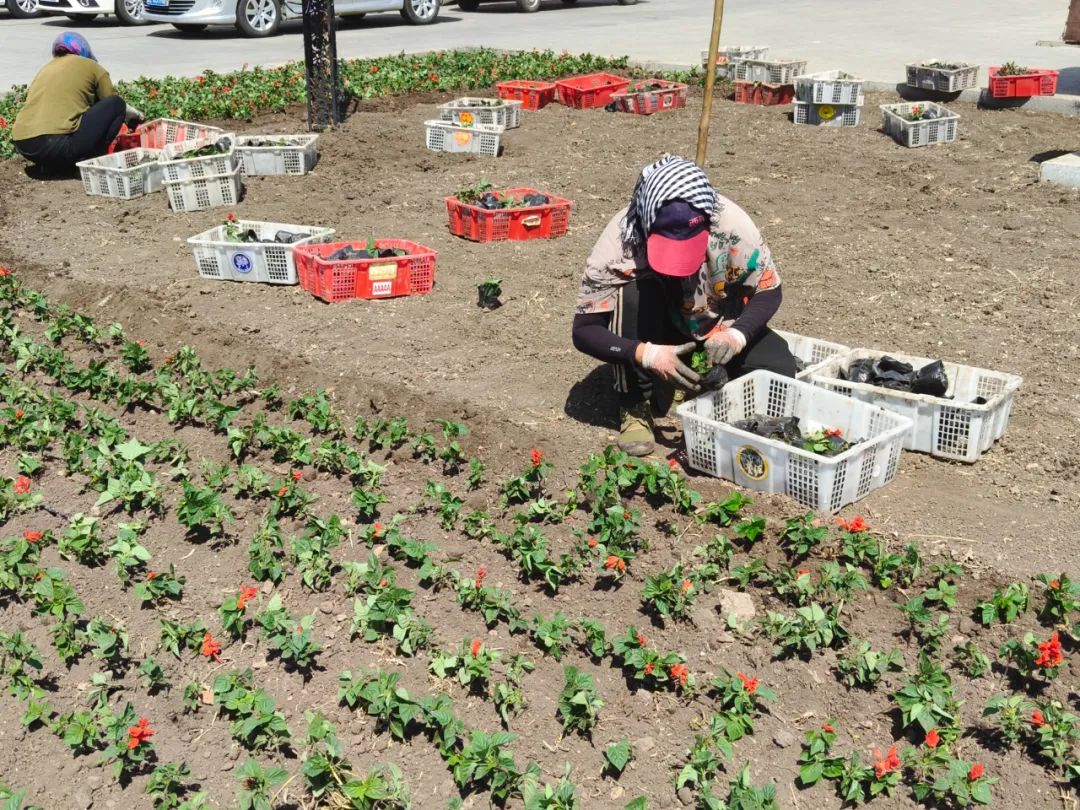 栽植花草30万株 “量身定制”城市美景-新闻中心-内蒙古新闻网